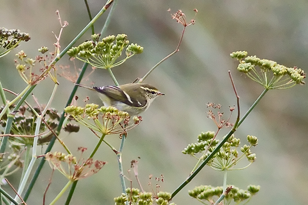 Yellow-browed Warbler