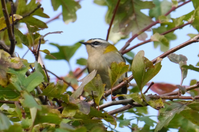 Firecrest