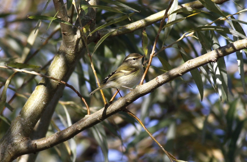 Yellow-browed Warbler