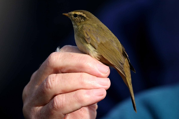 Radde's Warbler