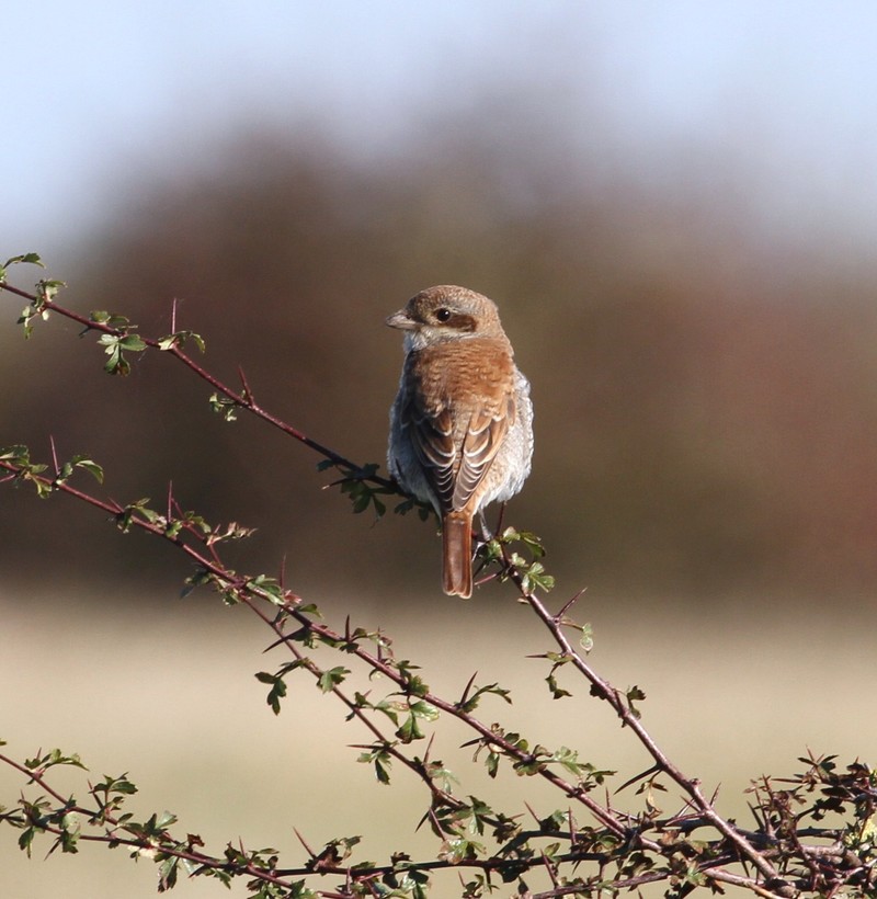 Red-backed Shrike
