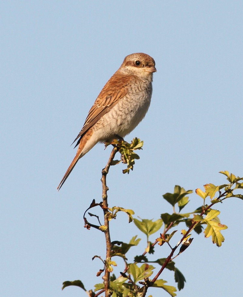 Red-backed Shrike