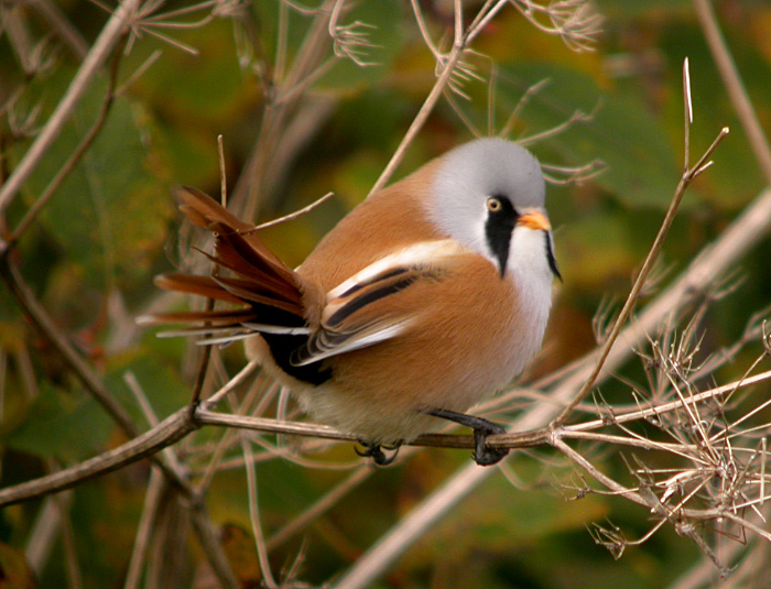 Bearded Tit