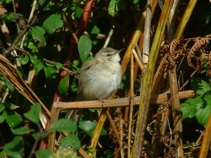Paddyfield Warbler