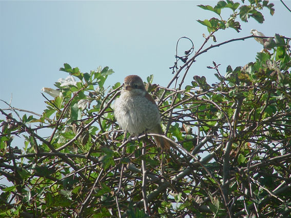 Red-backed Shrike