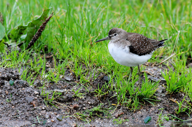 Solitary Sandpiper