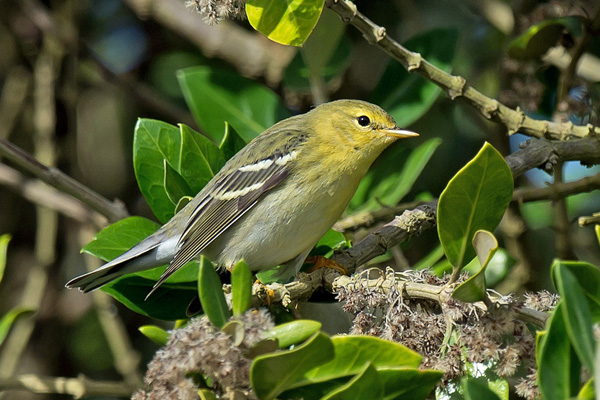 Blackpoll Warbler