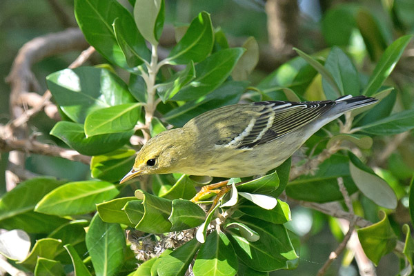 Blackpoll Warbler
