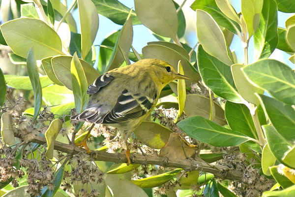 Blackpoll Warbler