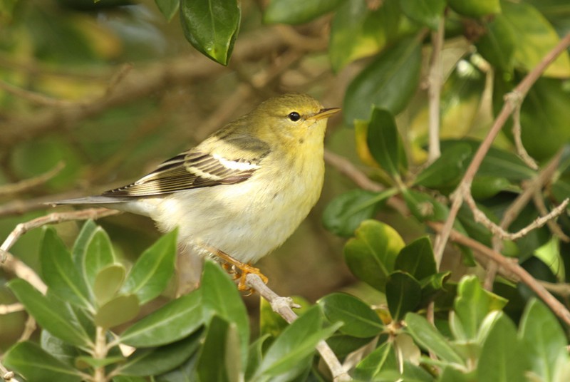Blackpoll Warbler