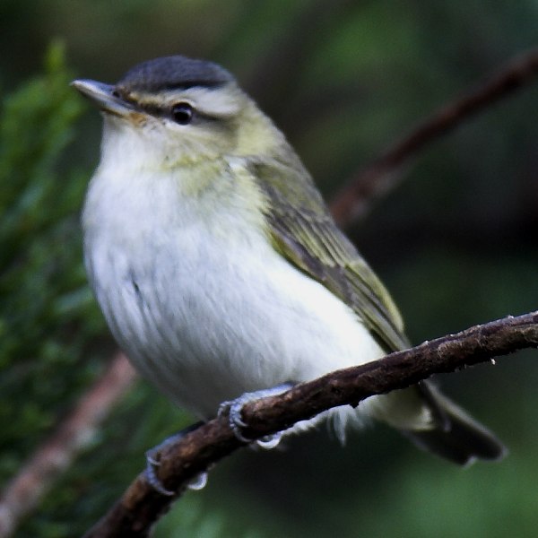 Red-eyed Vireo