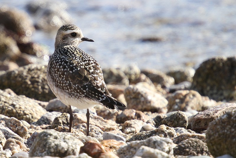 American Golden Plover