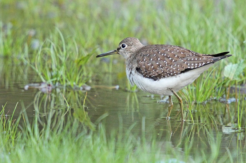 Solitary Sandpiper