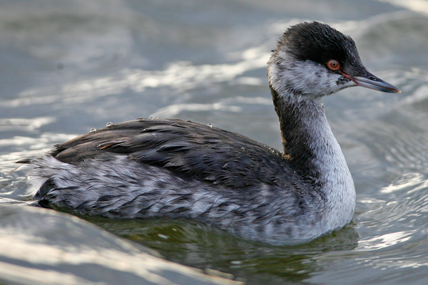 Slavonian Grebe