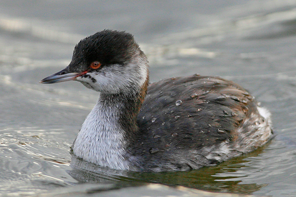 Slavonian Grebe
