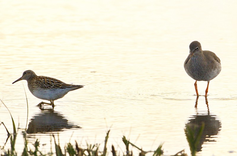 Pectoral Sandpiper