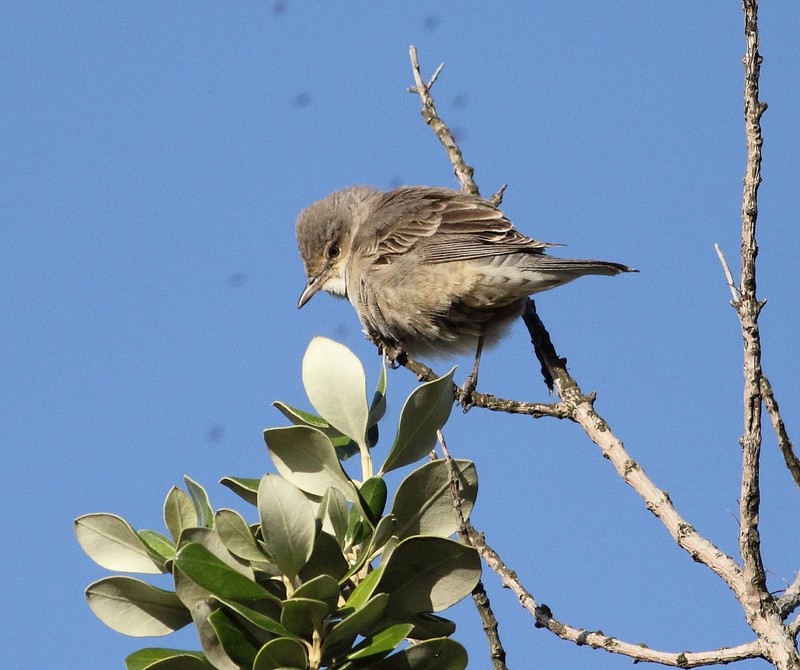 Barred Warbler
