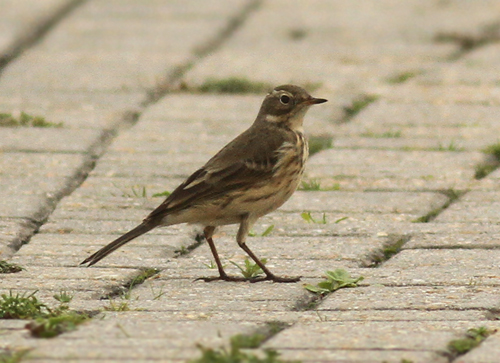 American Buff-bellied Pipit