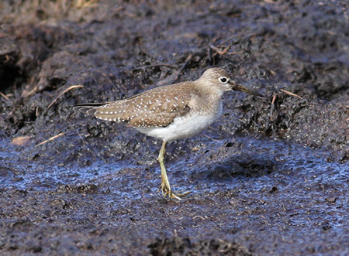 Solitary Sandpiper