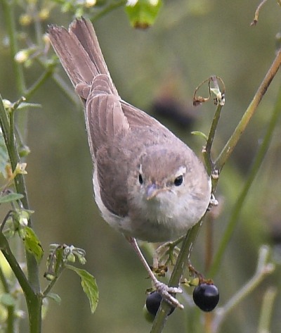 Booted Warbler