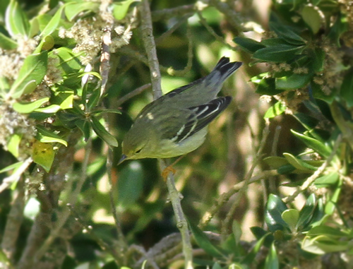 Blackpoll Warbler