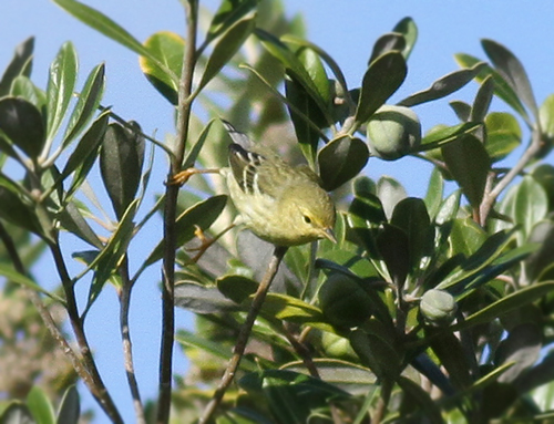 Blackpoll Warbler