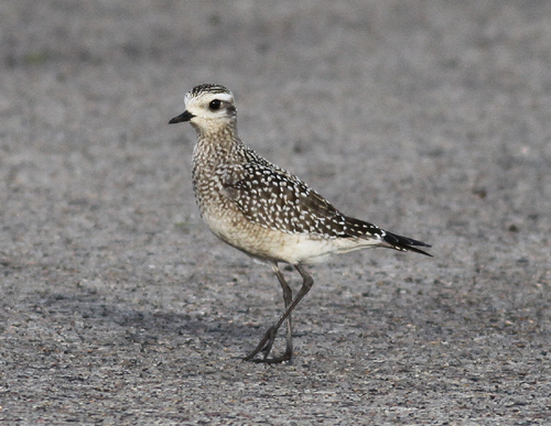 American Golden Plover