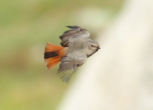 Black Redstart