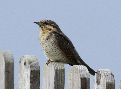 Wryneck