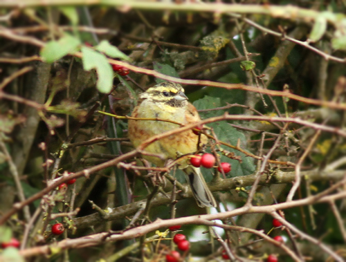 Cirl Bunting