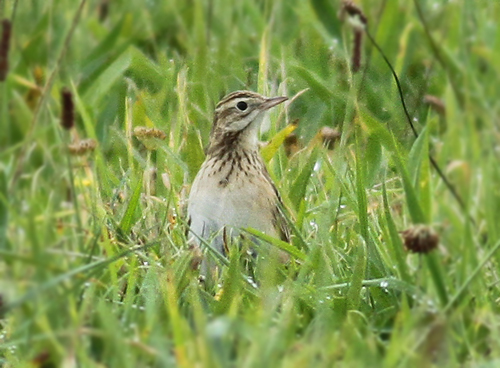 Richard's Pipit