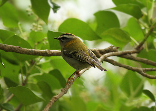 Firecrest