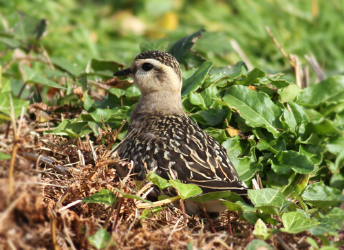 Dotterel