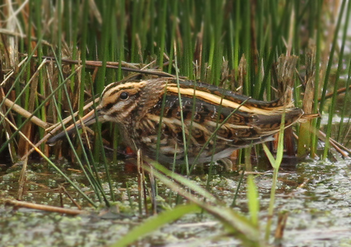 Jack Snipe