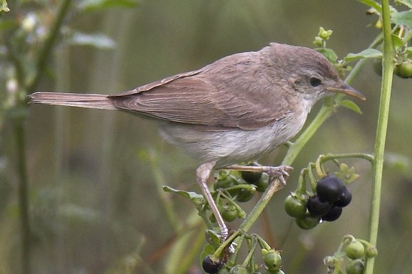 Booted Warbler