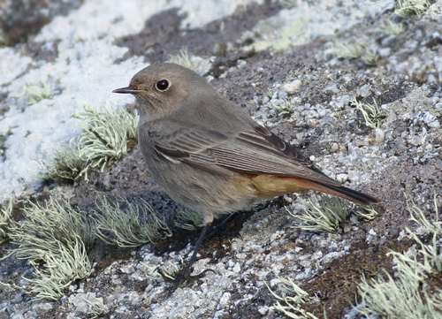 Black Redstart