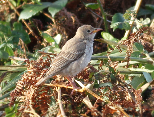 Rose-coloured Starling