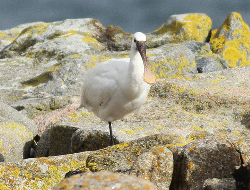 Spoonbill
