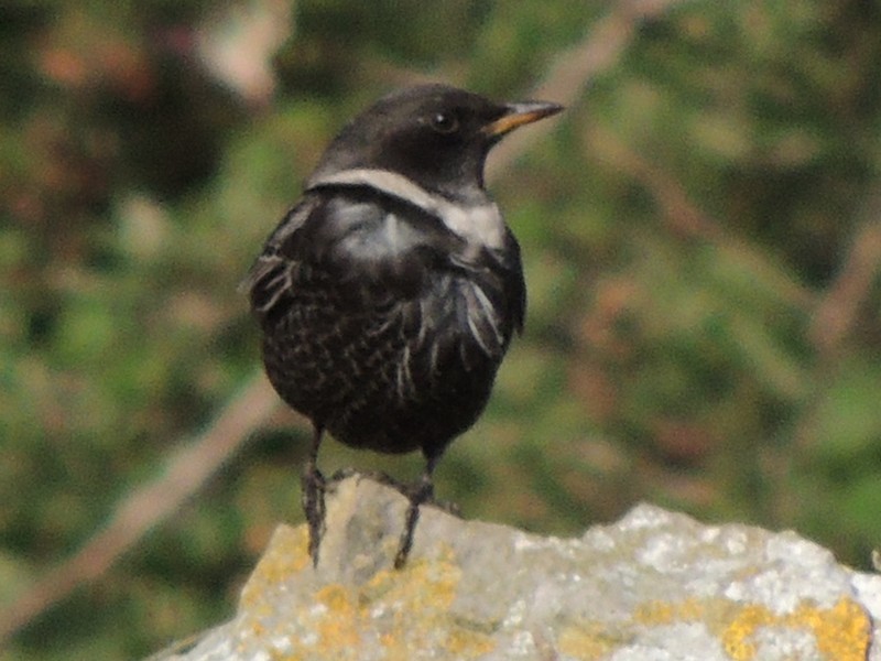 Ring Ouzel