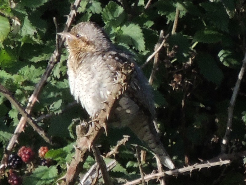 Wryneck