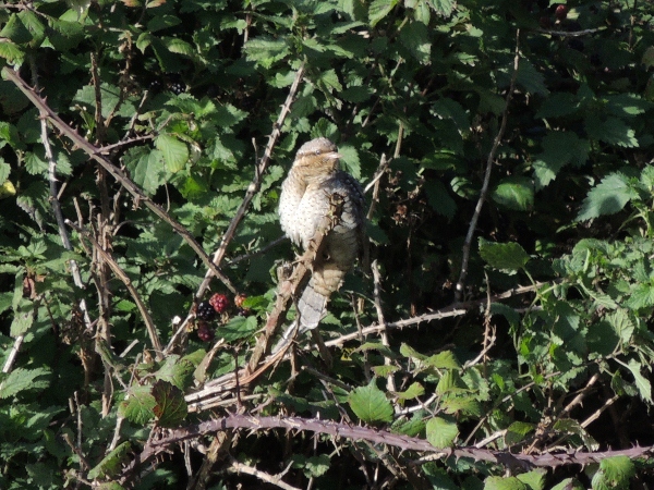 Wryneck