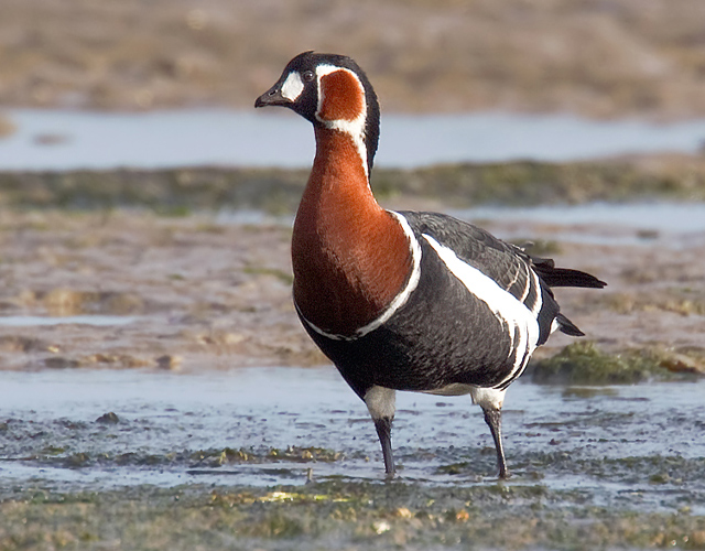 Red-breasted Goose