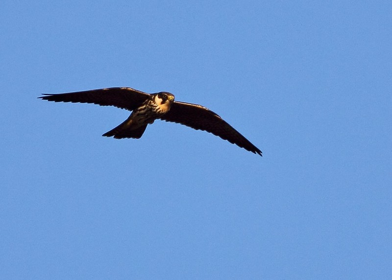 Hobby