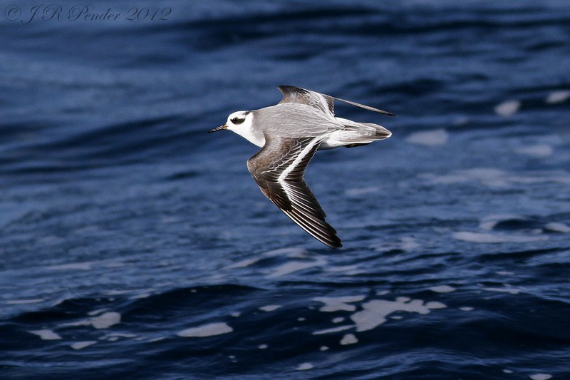 Grey Phalarope