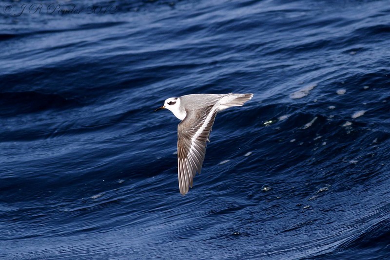 Grey Phalarope