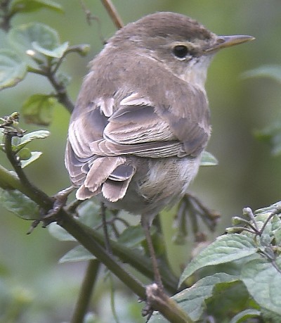 Booted Warbler