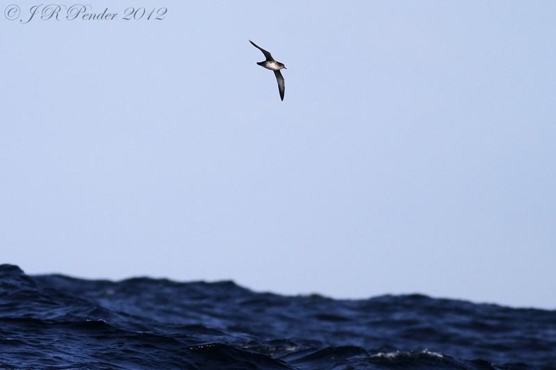 Balearic Shearwater