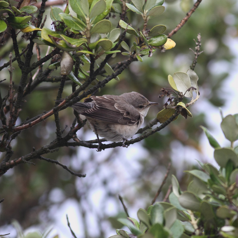 Barred Warbler