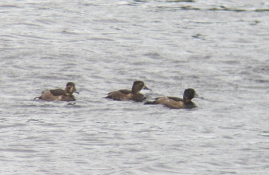 Ring-necked Duck