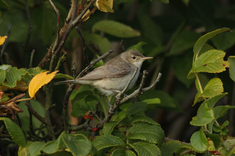 Eastern Olivaceous Warbler